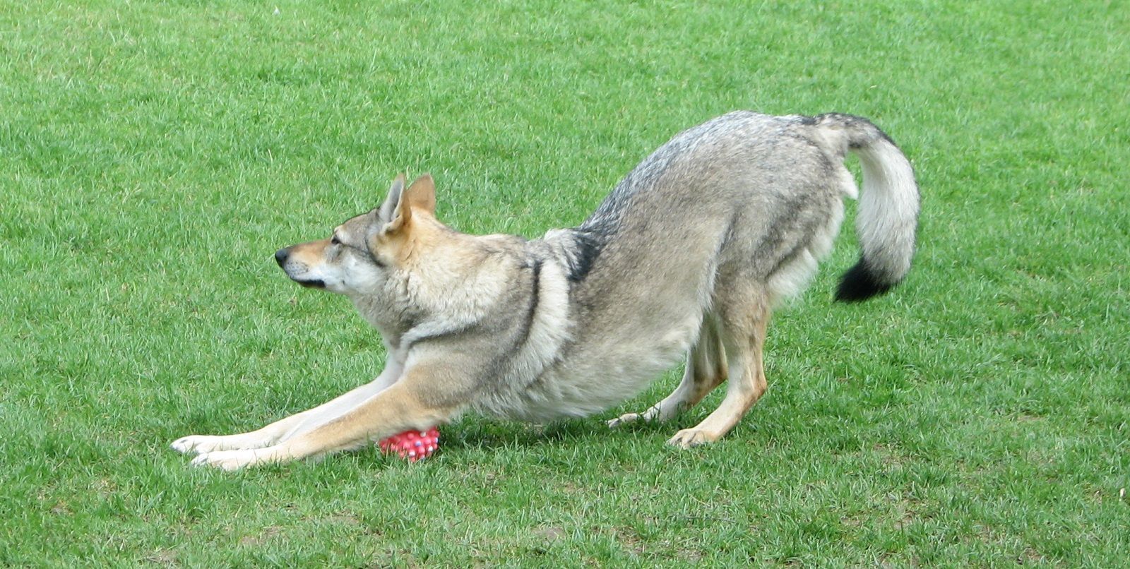 Perché i cani si stiracchiano quando si svegliano?