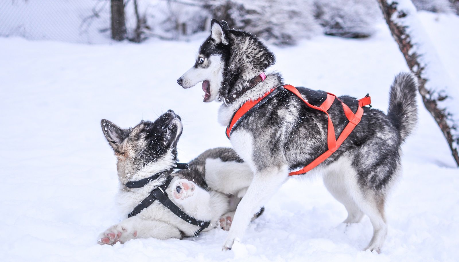 Come proteggere i cani dal freddo dell’inverno