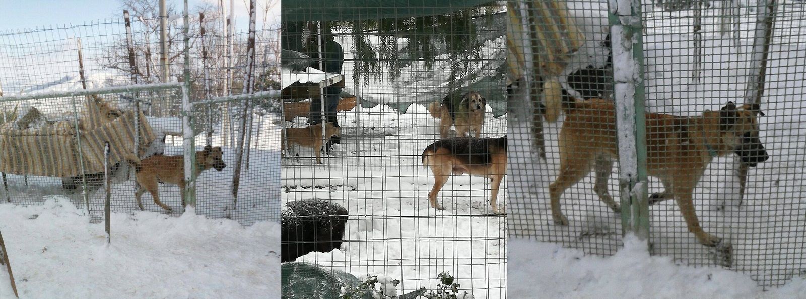 Migliaia di cani in Italia stanno morendo sepolti dalla neve nei canili