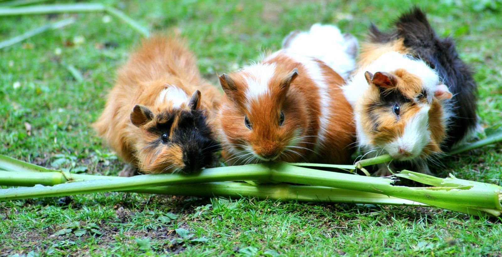 Perché è importante dare la vitamina C alla cavia