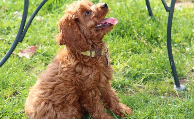 Cockapoo