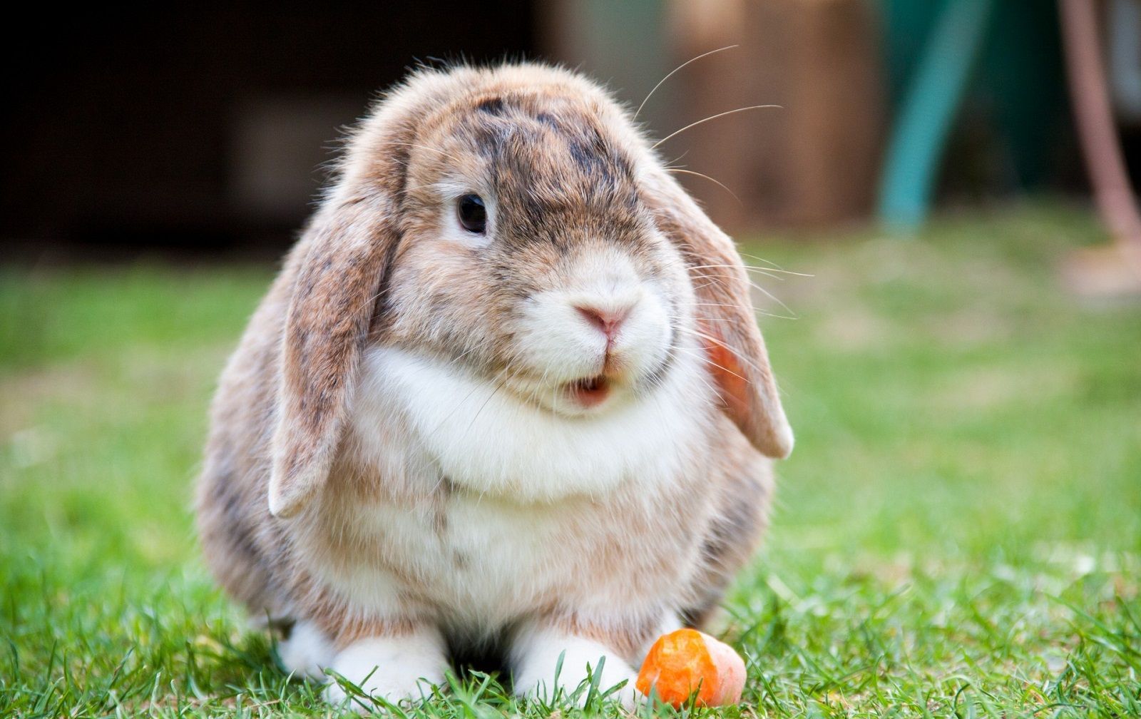Cosa devono mangiare e cosa non devono mangiare i conigli