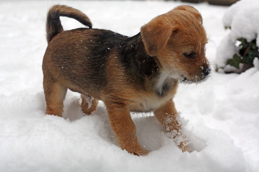 Dal freddo vanno protetti soprattutto cuccioli, cani anziani, malati e cani a pelo raso