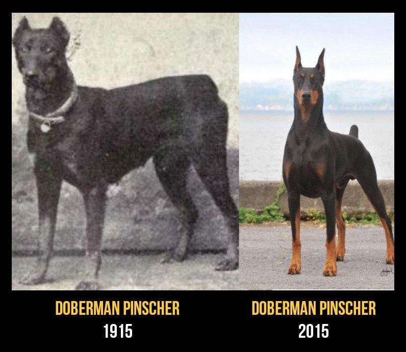 cani-100-anni-evoluzione