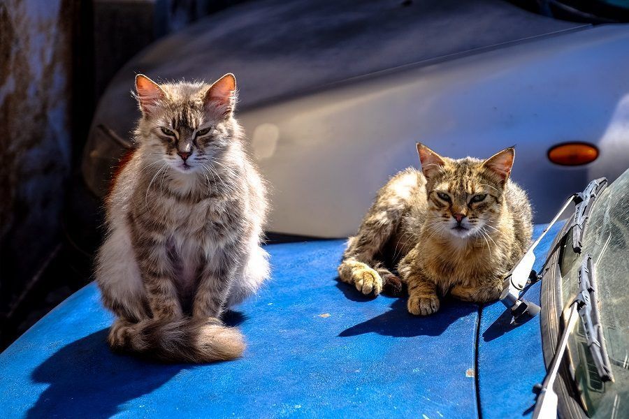 La FIV può essere presente sia in gatti di casa che in gatti di strada