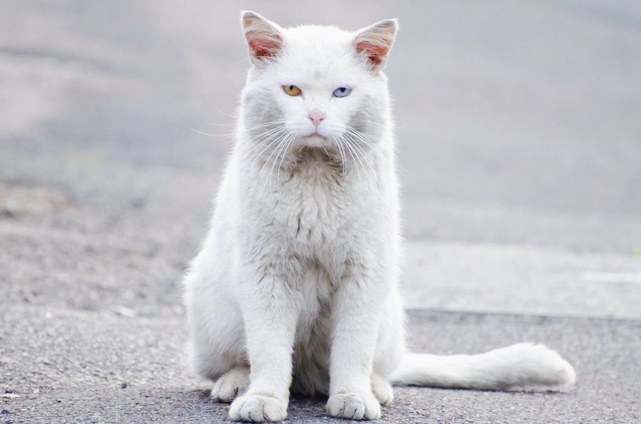 Un gatto bianco con occhi bicolori. Potrebbe essere sordo oppure no