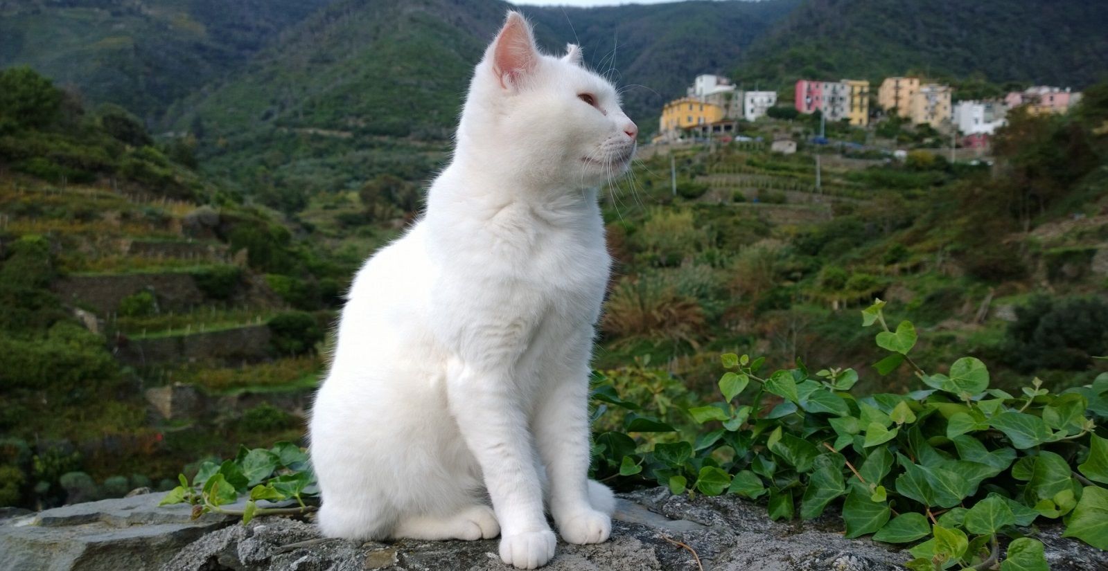 Perché i gatti bianchi con occhi azzurri sono sordi?