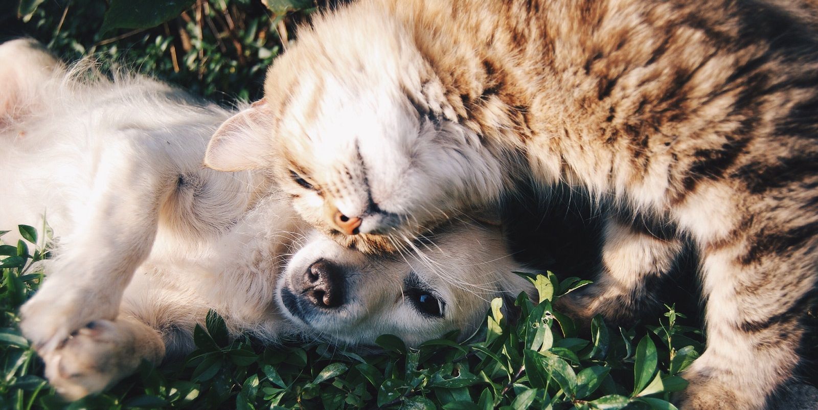 Ricordatevi di mettere l’antipulci al cane e gatto anche d’inverno