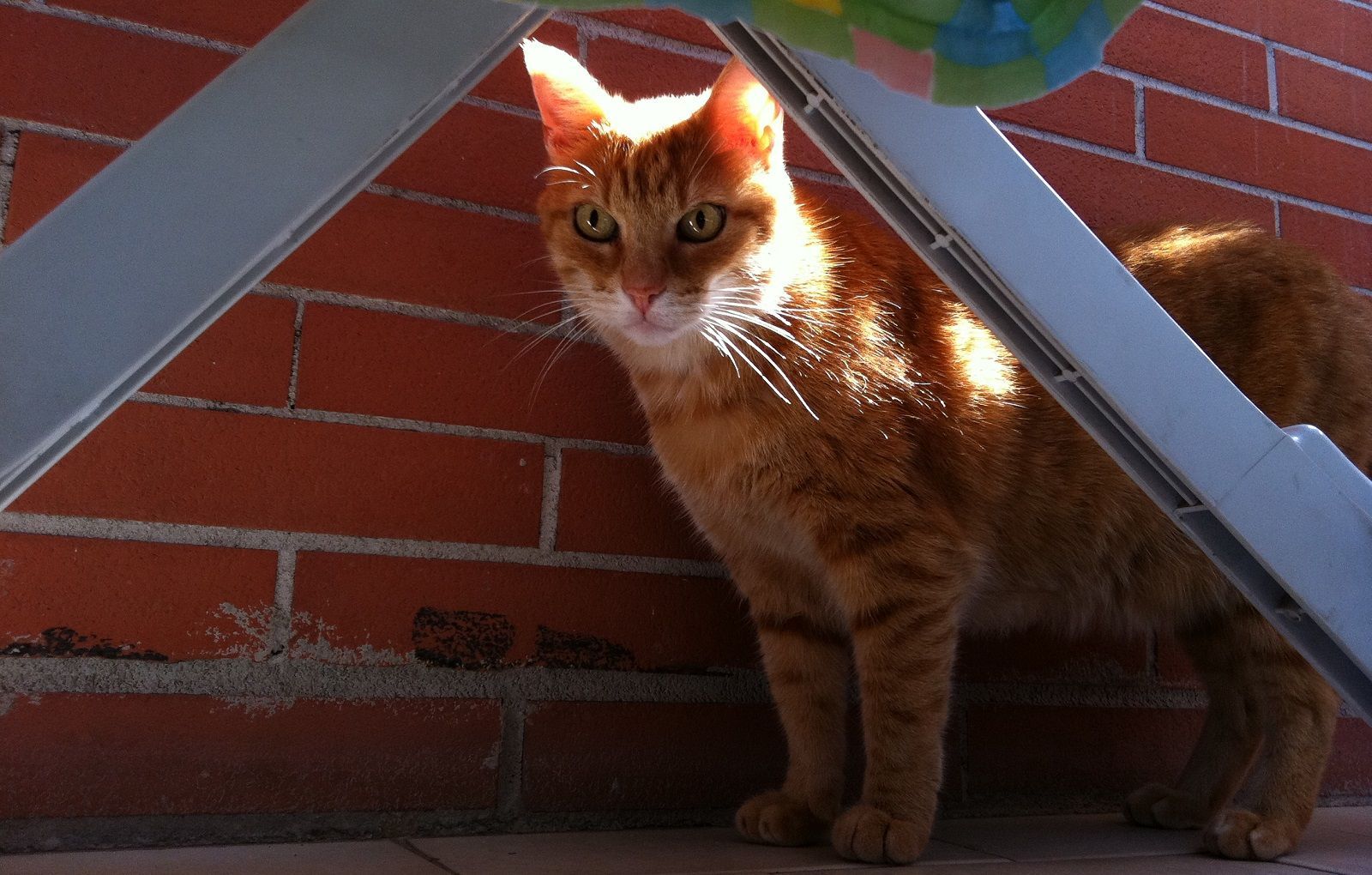 E’ morto il gatto che aveva fatto 140 km per tornare a casa