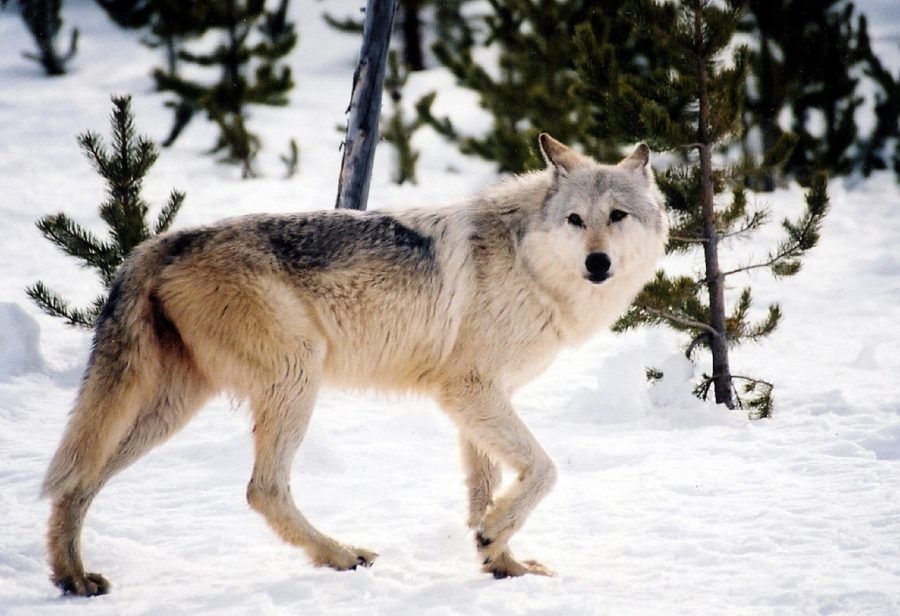 gray-wolf-981634_1280