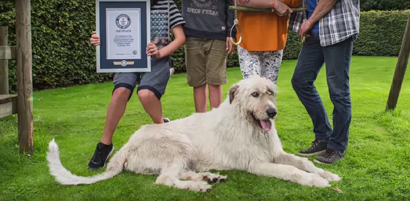 Chi è il cane con la coda più lunga del mondo?