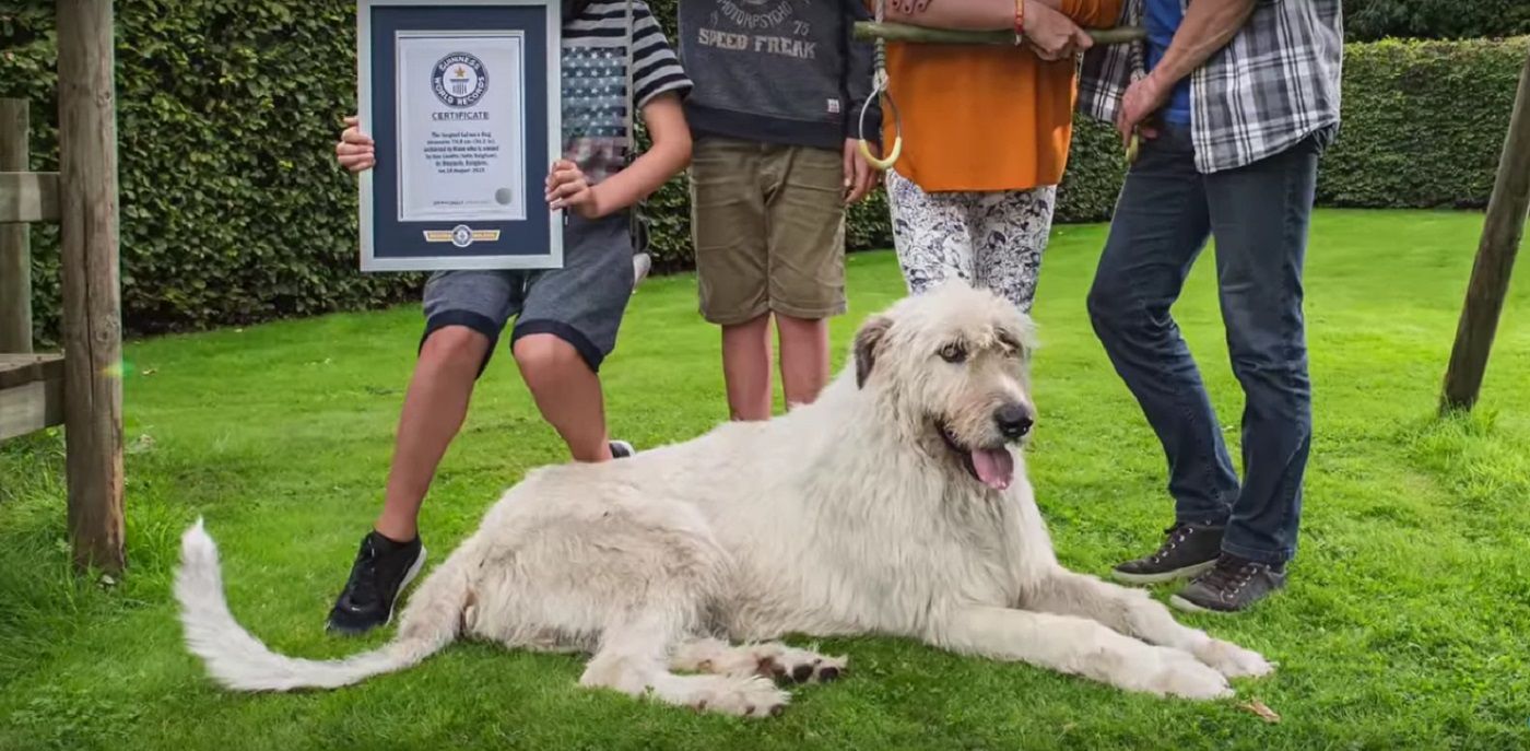 Ronda s dog is not long. Ирландский волкодав Кеон. Ирландский волкодав хвост. Порода собак с самым длинным хвостом. Собака с самым длинным хвостом в мире.