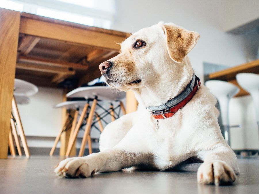 Proteggete anche i cani che vivono in casa, i pappataci non si fermano sulla porta di ingresso