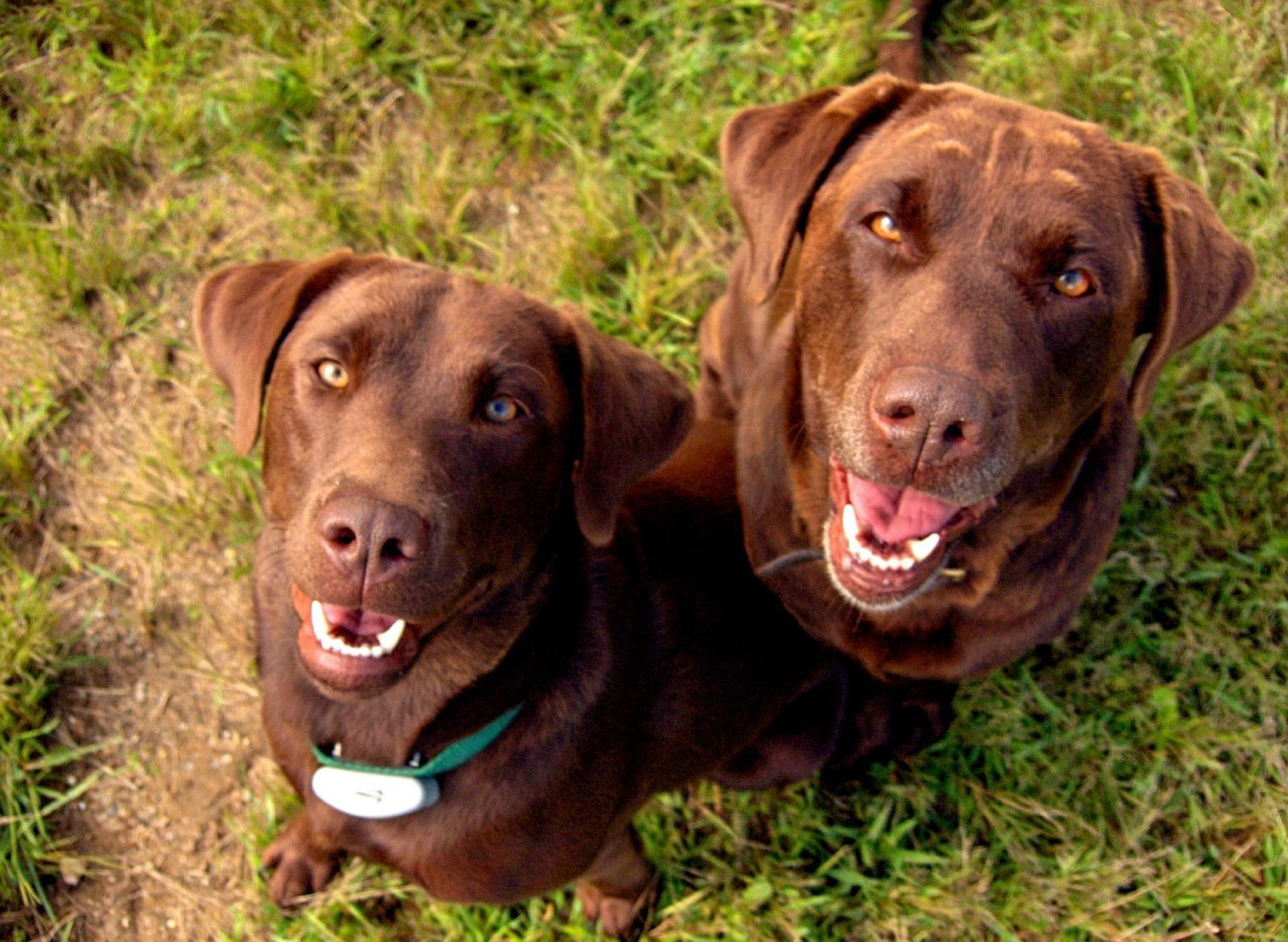 La Dermatite Da Malassezia Nel Cane Bigodino