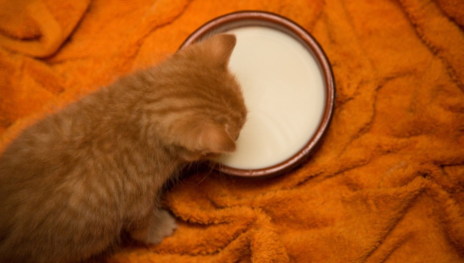 Si può dare il latte ai gatti?