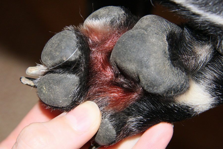 La Dermatite Da Malassezia Nel Cane Bigodino