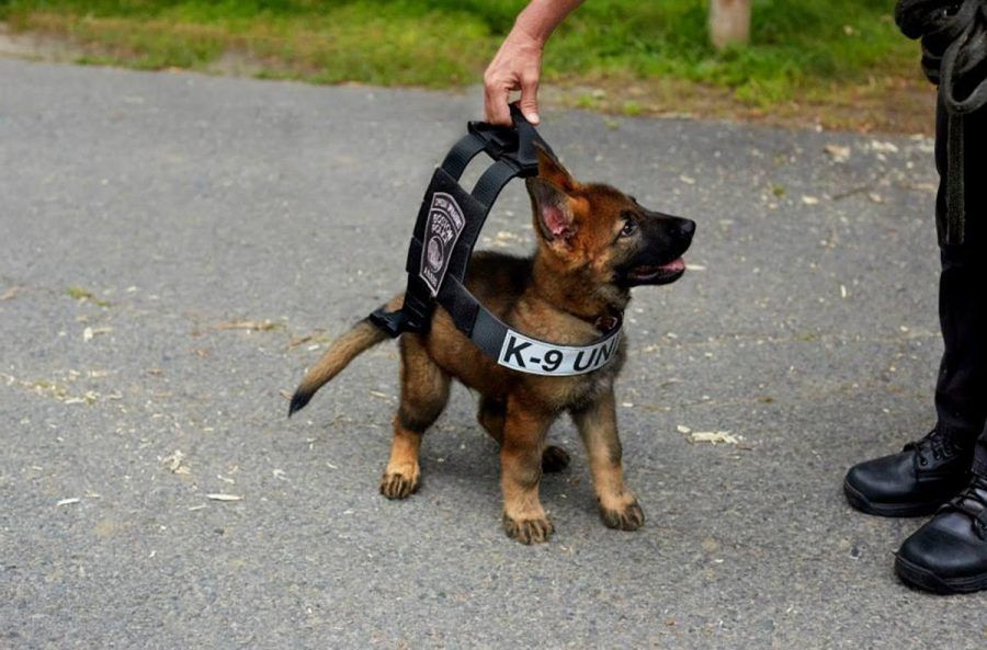 cani-poliziotto-adozione