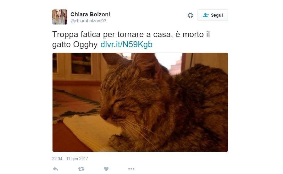 Il gatto Ogghy