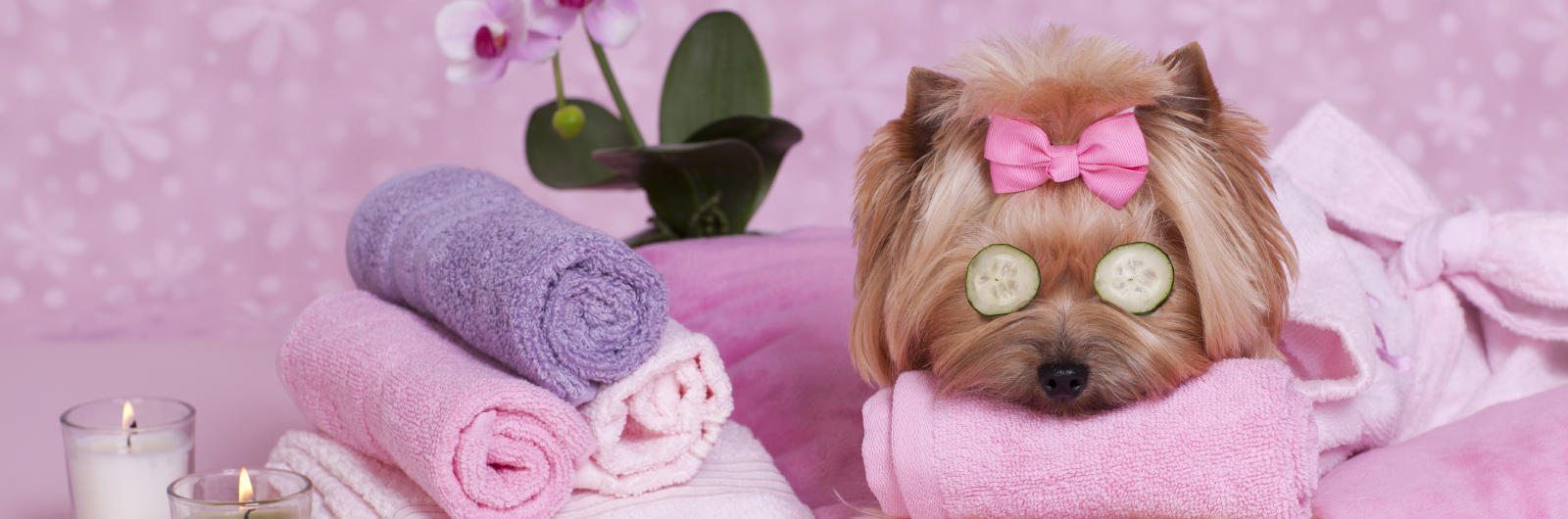 Le migliori spa per cani