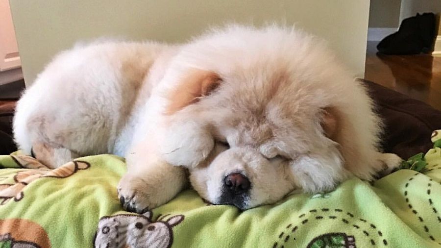 Ecco il cucciolo di Chow Chow Todd