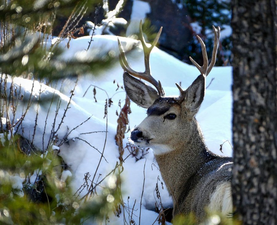 yellowstone-1711479_1280