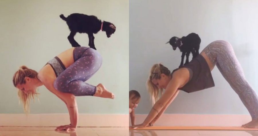 Goat Yoga