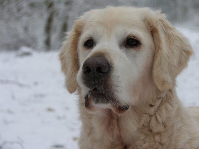 01-dog-rescues-paralyzed-owner-710x533