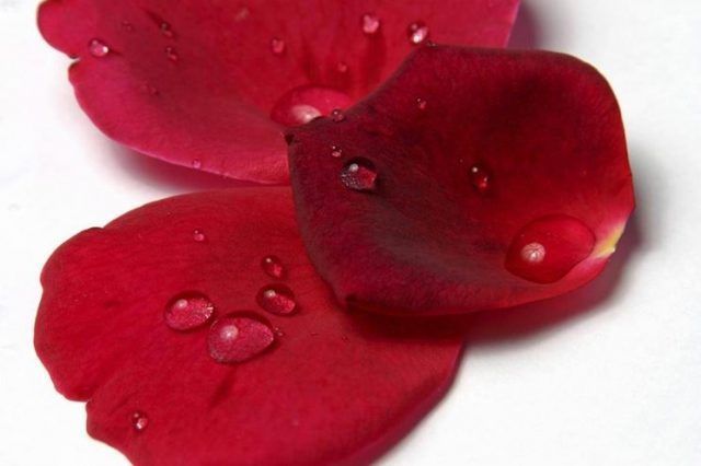 Petali di rosa stabilizzata, a partire da 10 euro