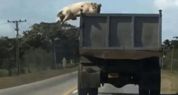 L’hanno vista lanciarsi dal camion in corsa, poi hanno scoperto…