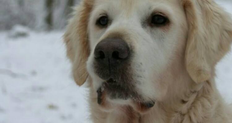 E’ inciampato nella neve e si è rotto il collo. La sua cagnolina lo salva dal congelamento