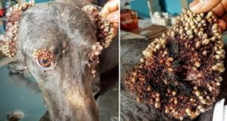 Trovata ricoperta di zecche, i veterinari hanno dovuto fare una difficile scelta