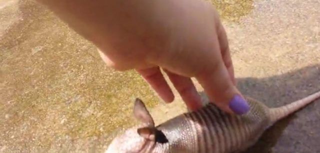 2-baby-armadillo-710x339