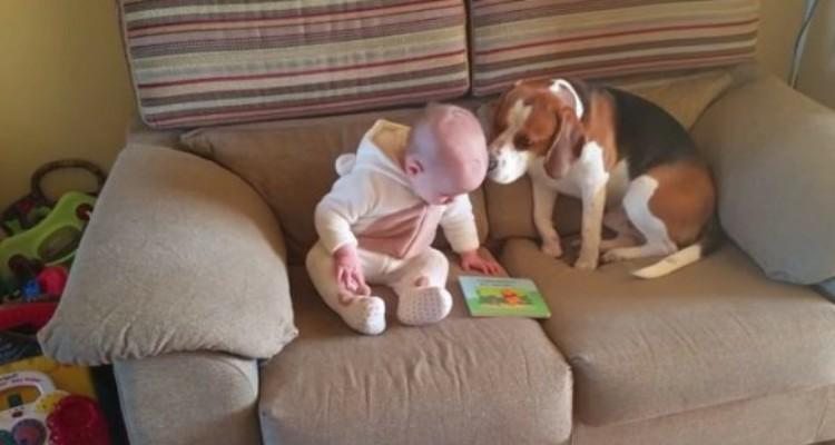 Charlie il beagle lascia tutti a bocca aperta quando gli fanno conoscere la bimba