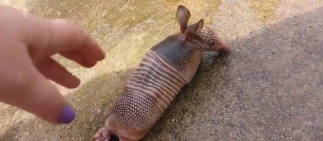 3-baby-armadillo-710x311