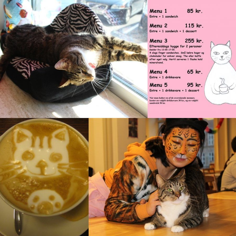 i migliori cat café d'europa