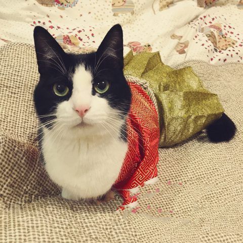 Gatto elegante