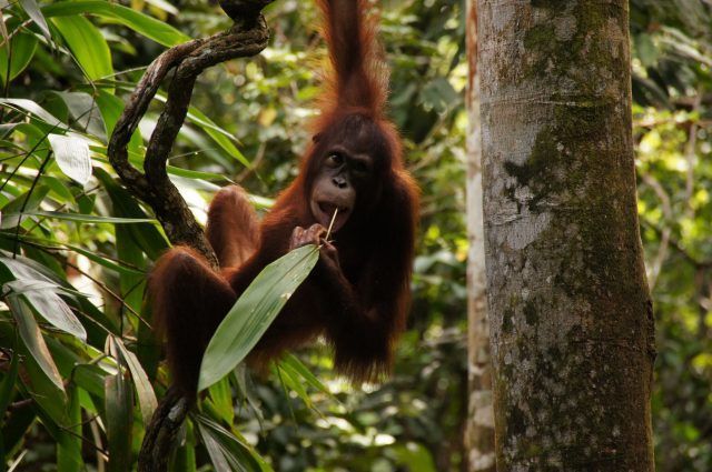 Malesia