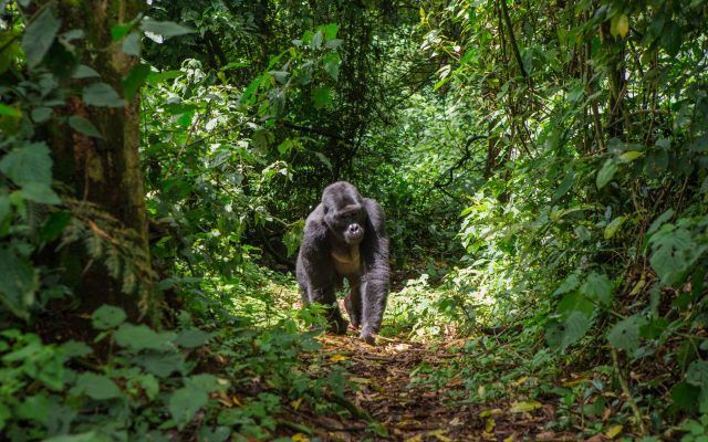 Uganda