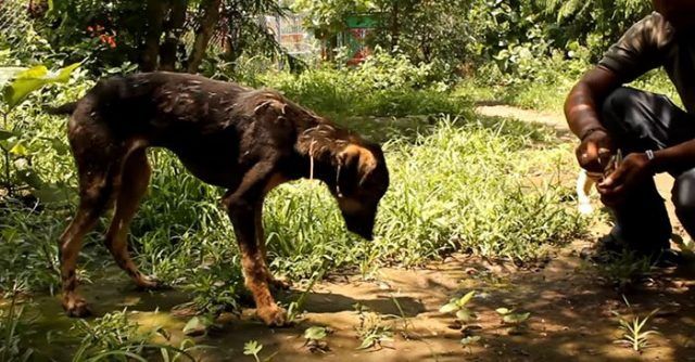 Este-perro-tenia-su-cuerpo-cubierto-de-asfalto