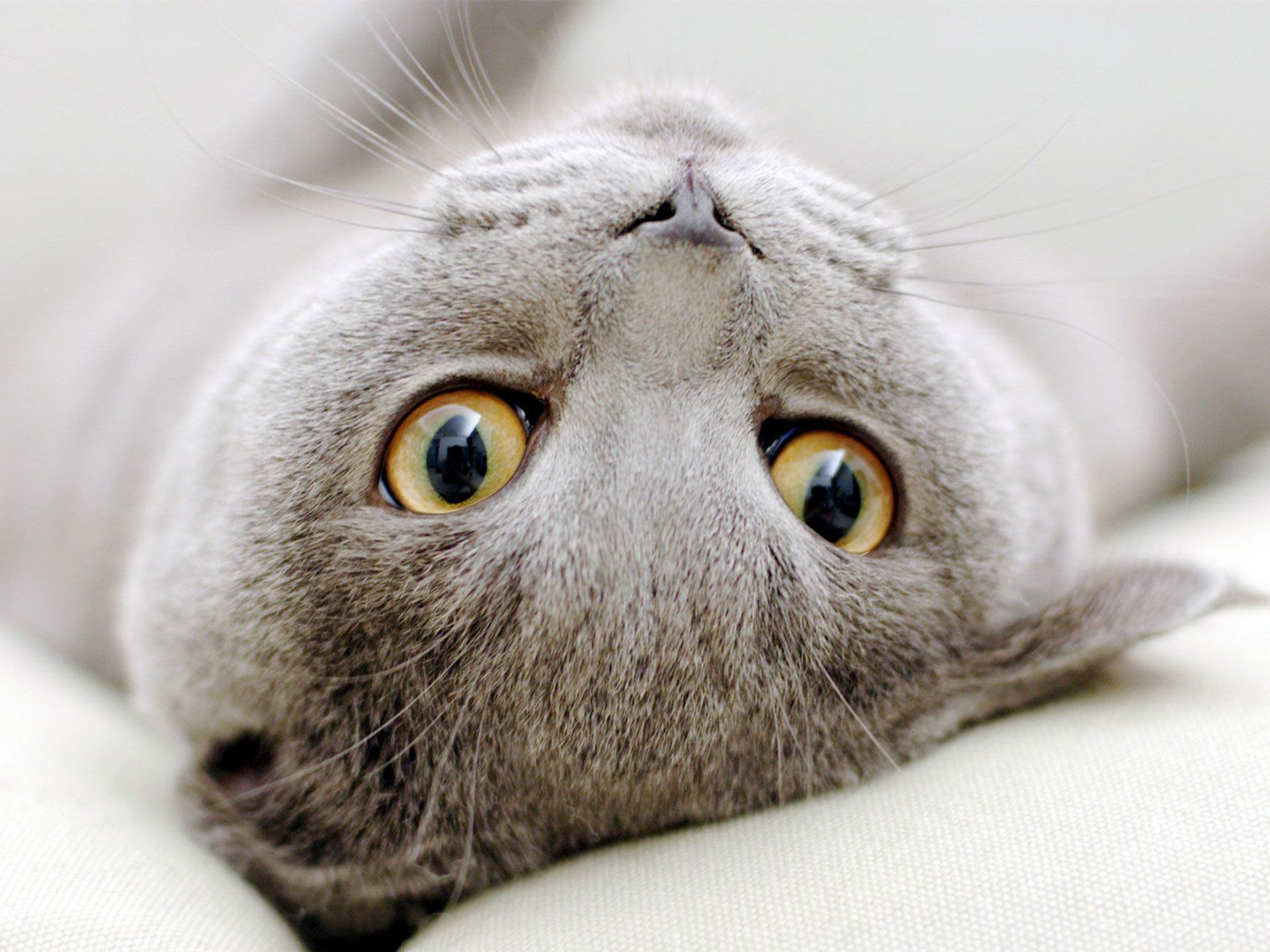 Perché vivere con uno Scottish Fold: il gatto dal pelo blu