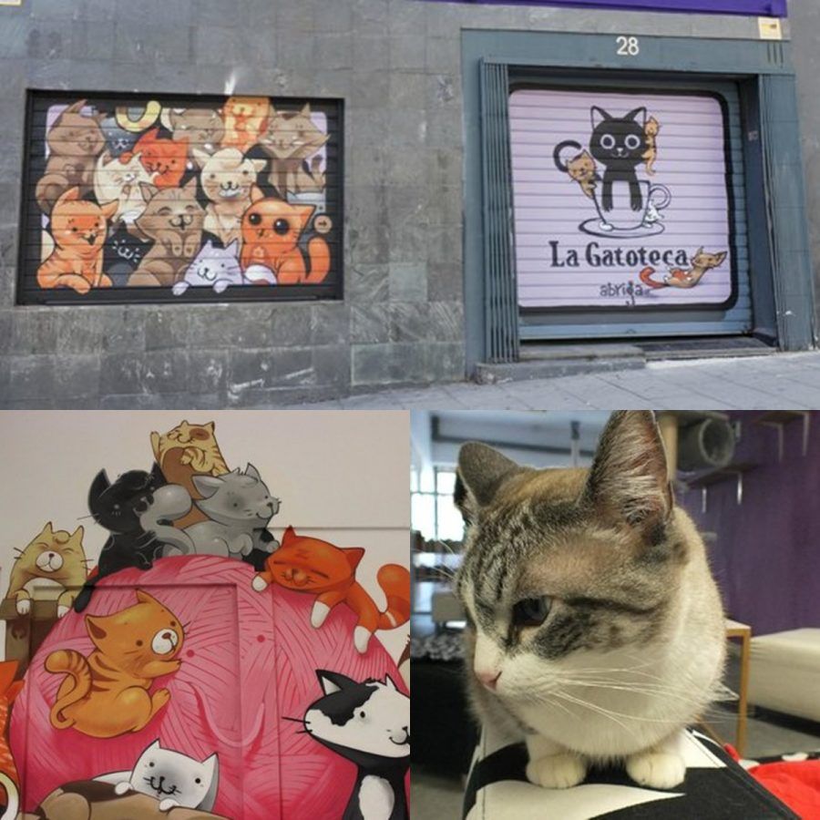 i migliori cat café d'europa