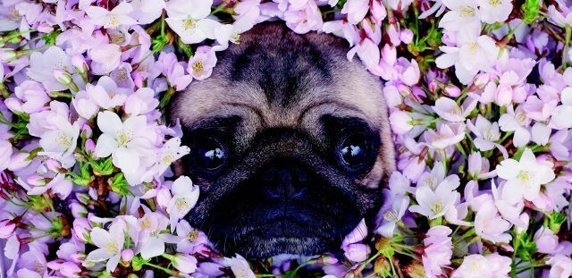 LouLou the Pug immerso nei fiori