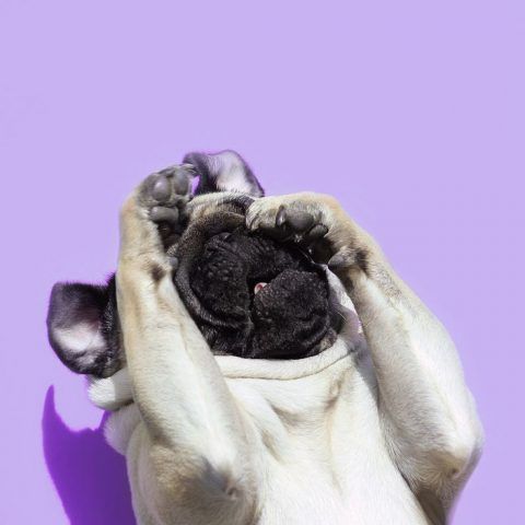 LouLou the Pug, cosa ti spaventa?