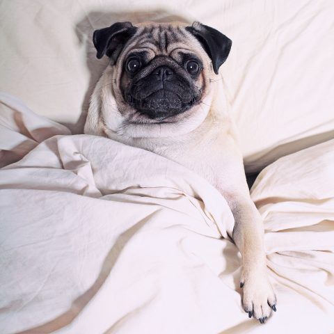 LouLou the Pug mentre dorme