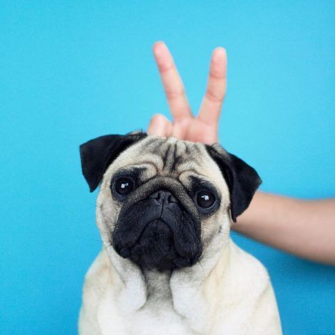 Simpatici i padroni di LouLou the Pug...