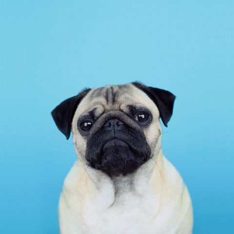 LouLou the Pug