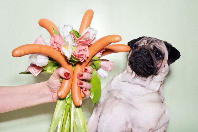 LouLou the Pug non ama fiori, ma i wurstel?