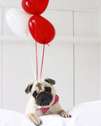 LouLou the Pug versione UP!