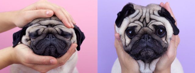 LouLou the Pug e le coccole