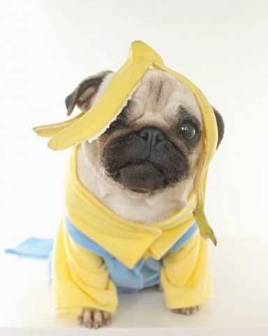 LouLou the Pug e il casting per i Minions
